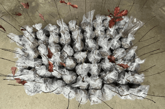 64 Swamp White Oak trees