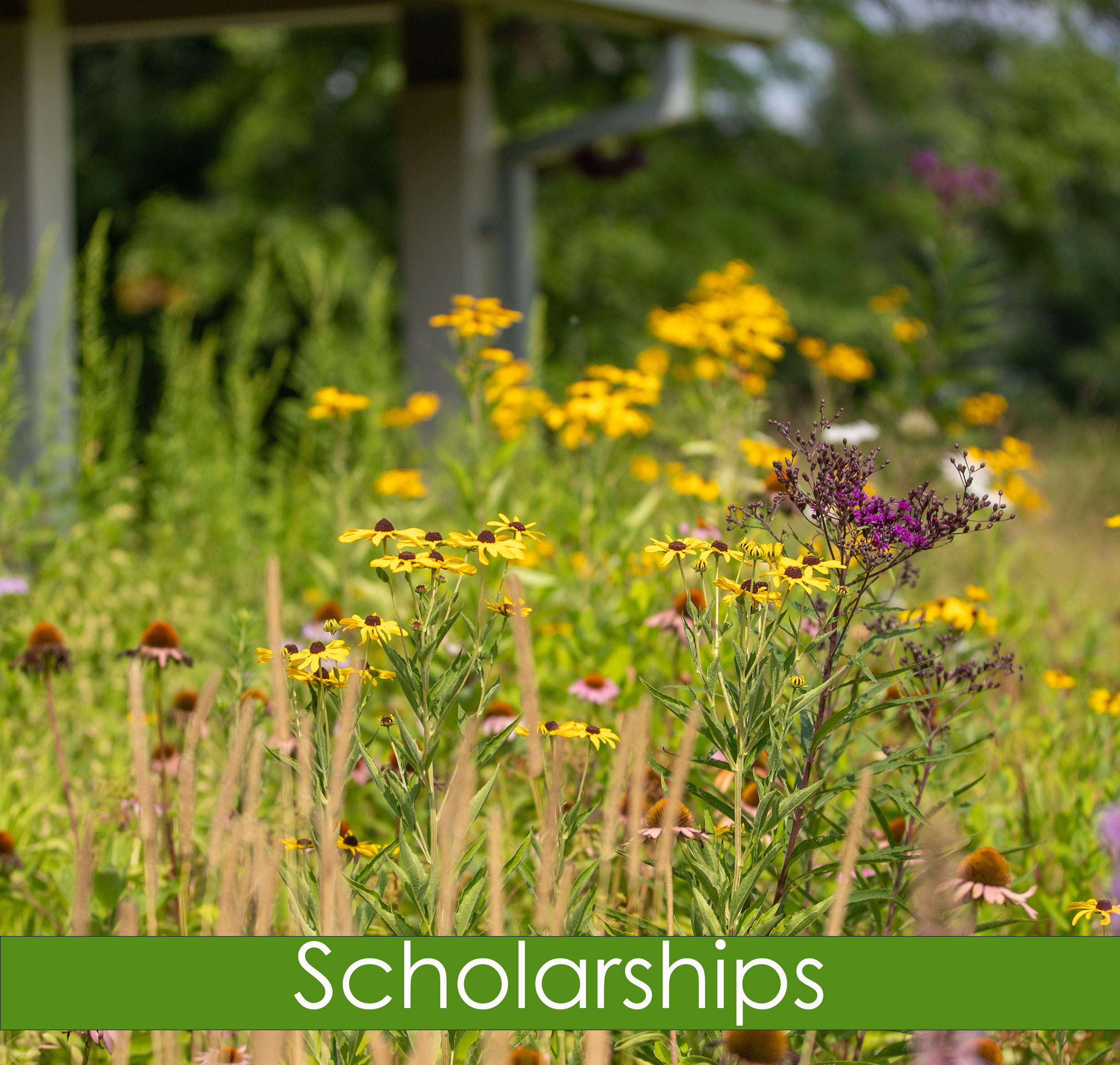 Scholarships