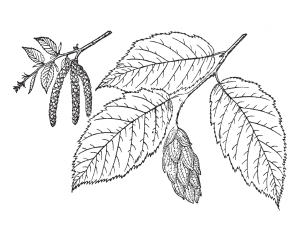 American Hophornbeam
