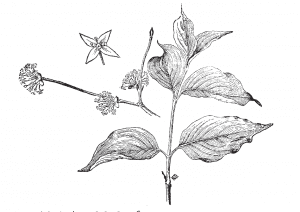 Cornelian Cherry Dogwood