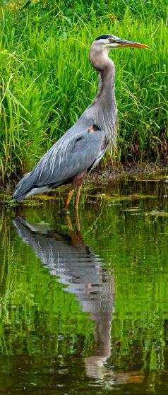 Blue Heron in Water