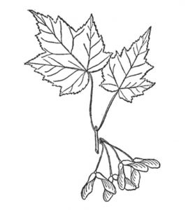 Red Maple