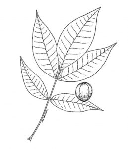 Shagbark Hickory