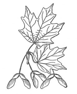 Sugar Maple