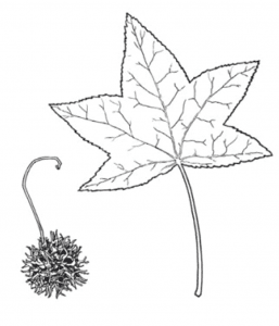 Sweetgum
