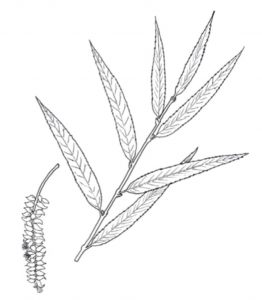 Weeping Willow