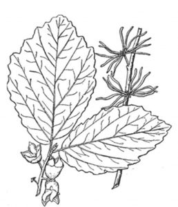 American Witchhazel
