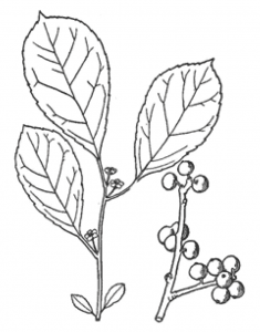 Common Winterberry